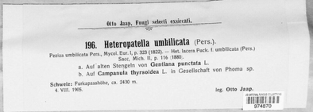 Heterosphaeria umbilicata image